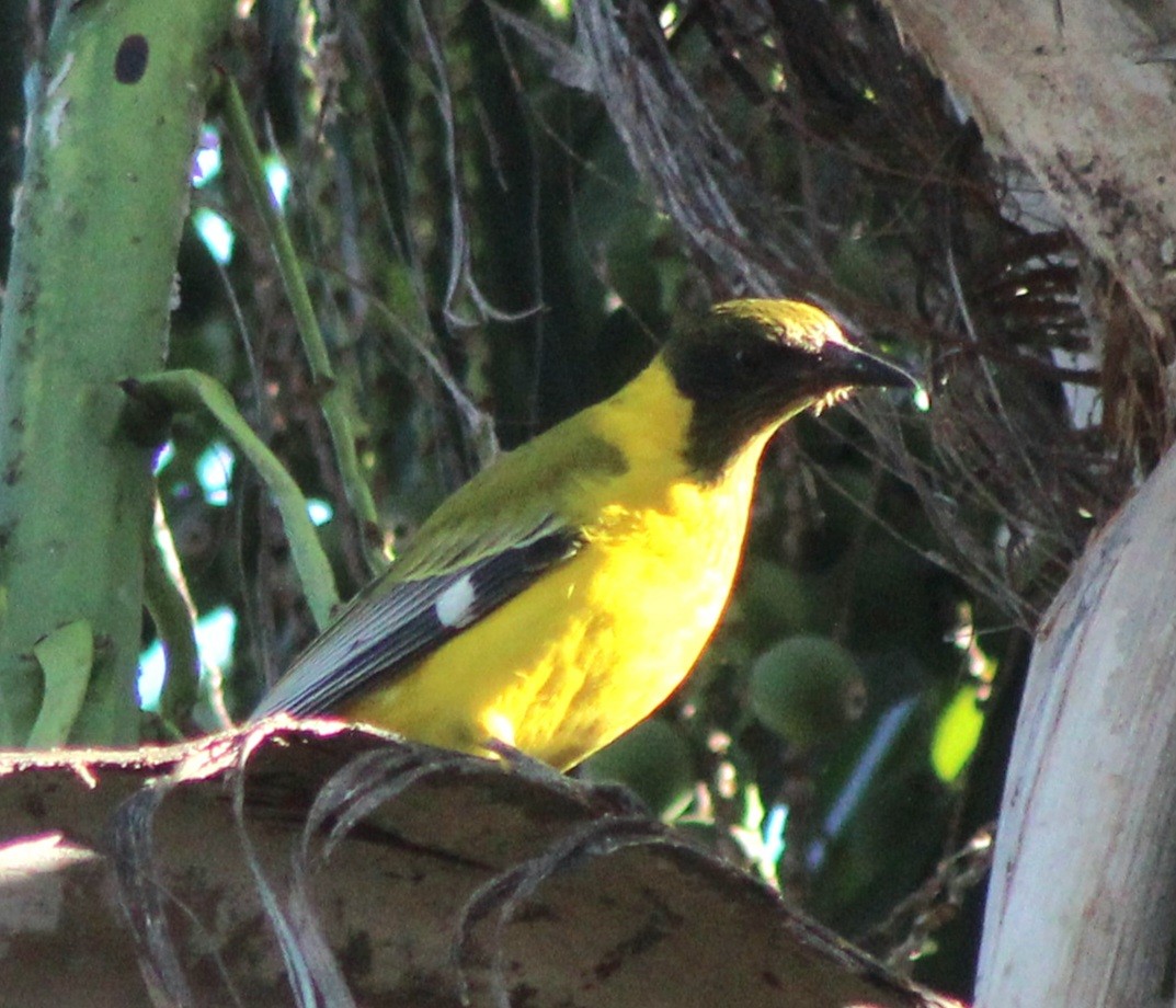 African Black-headed Oriole - ML642801201