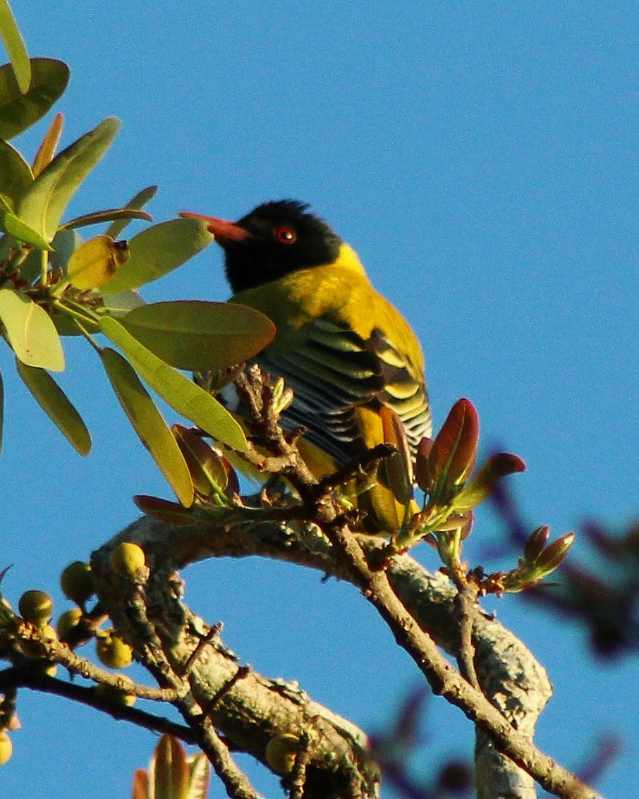 African Black-headed Oriole - ML642801203