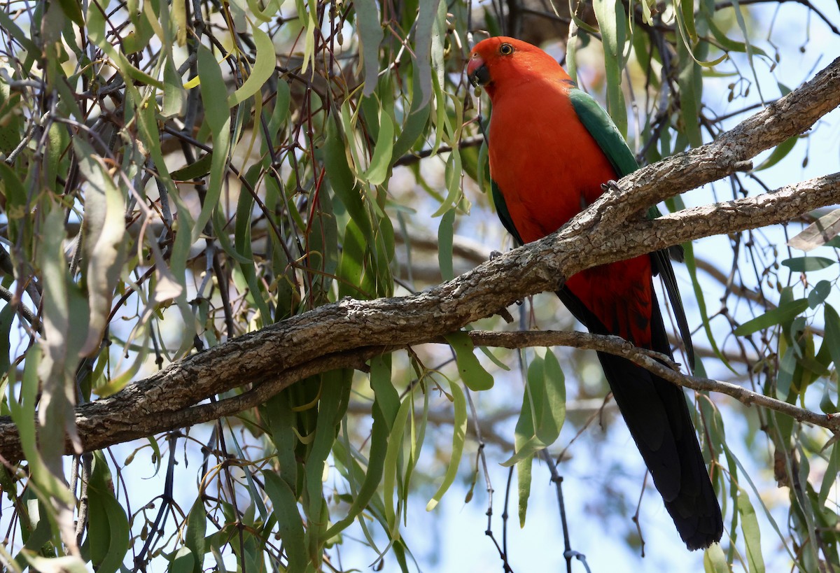Australian King-Parrot - ML642801207