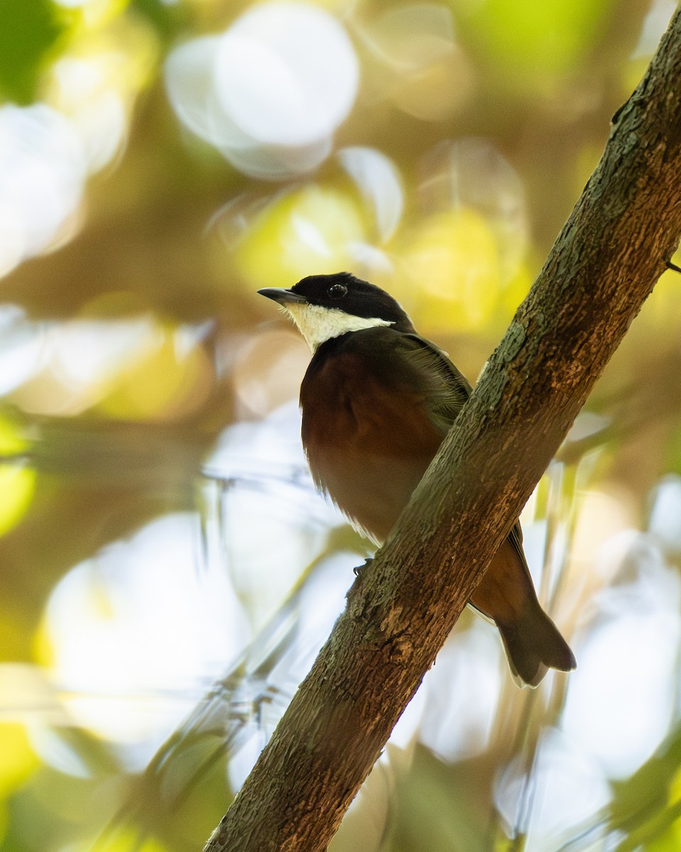 Flame-crowned Manakin - ML642801208