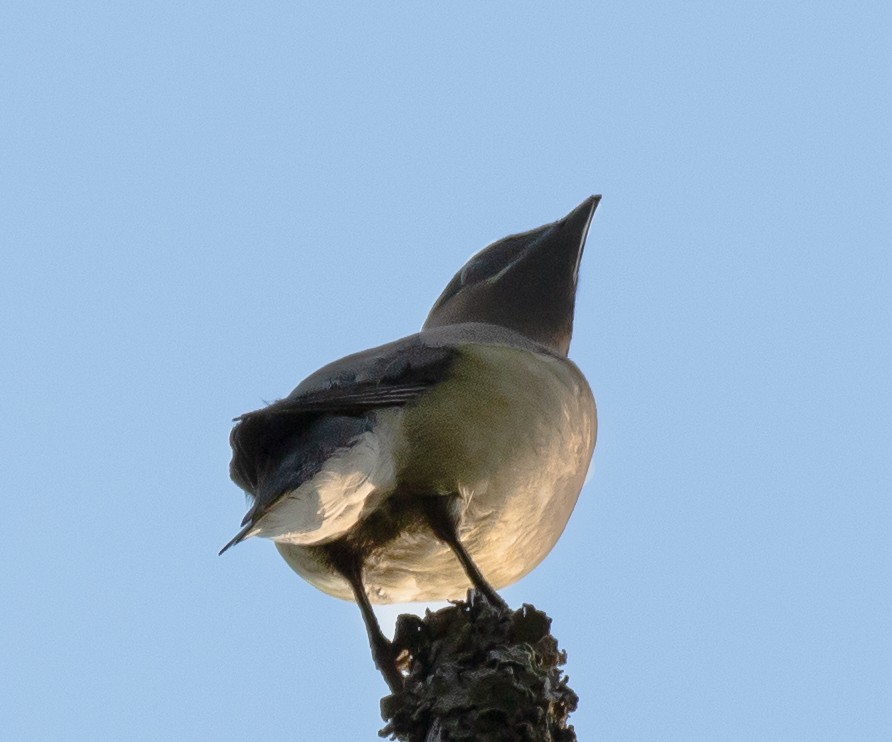 Cedar Waxwing - ML642801211