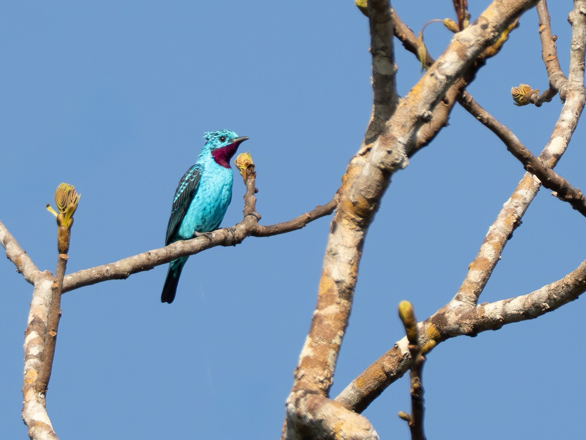 Spangled Cotinga - ML642801212