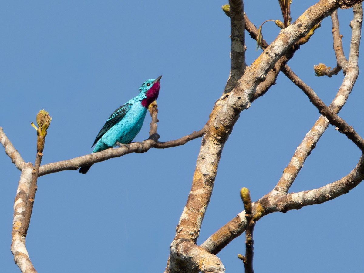 Spangled Cotinga - ML642801213
