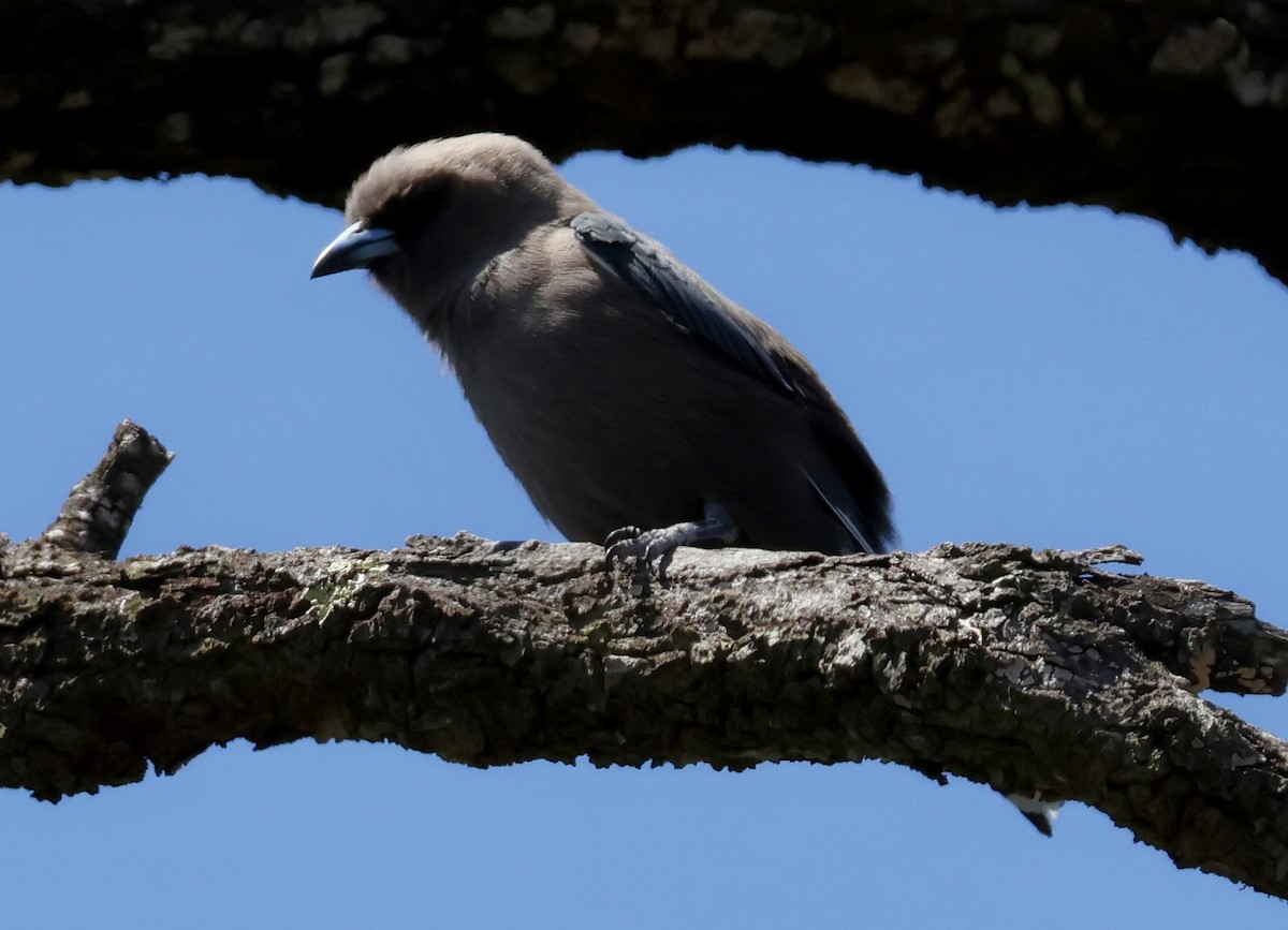 Dusky Woodswallow - ML642801222
