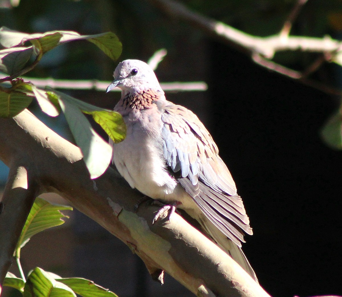 Laughing Dove - ML642801227