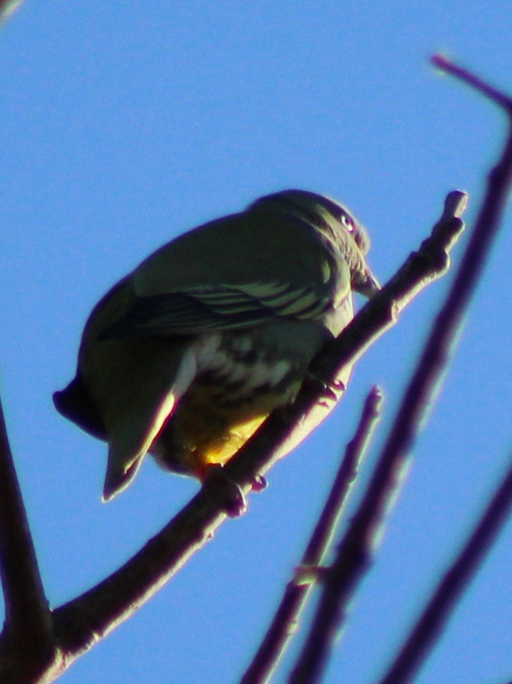African Green-Pigeon - ML642801236