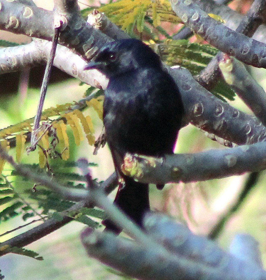 Fork-tailed Drongo - ML642801257
