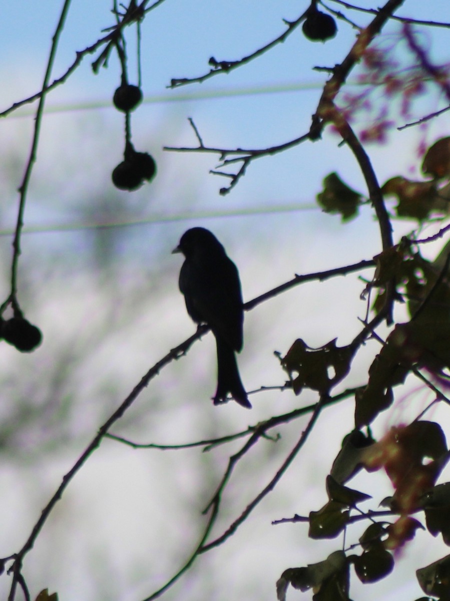 Fork-tailed Drongo - ML642801258