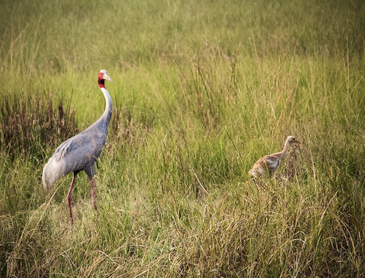 Sarus Crane - ML642801260