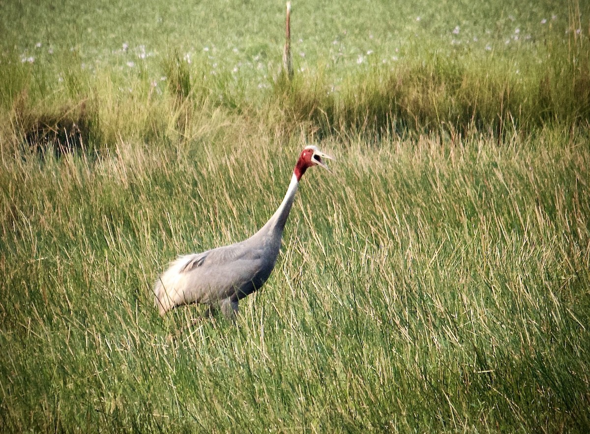Sarus Crane - ML642801261