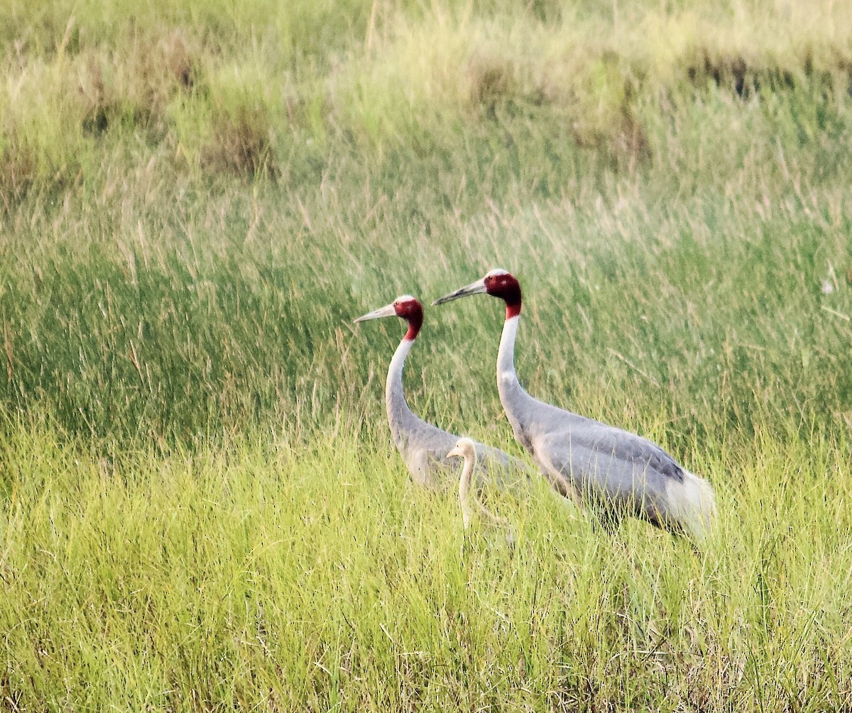 Sarus Crane - ML642801262
