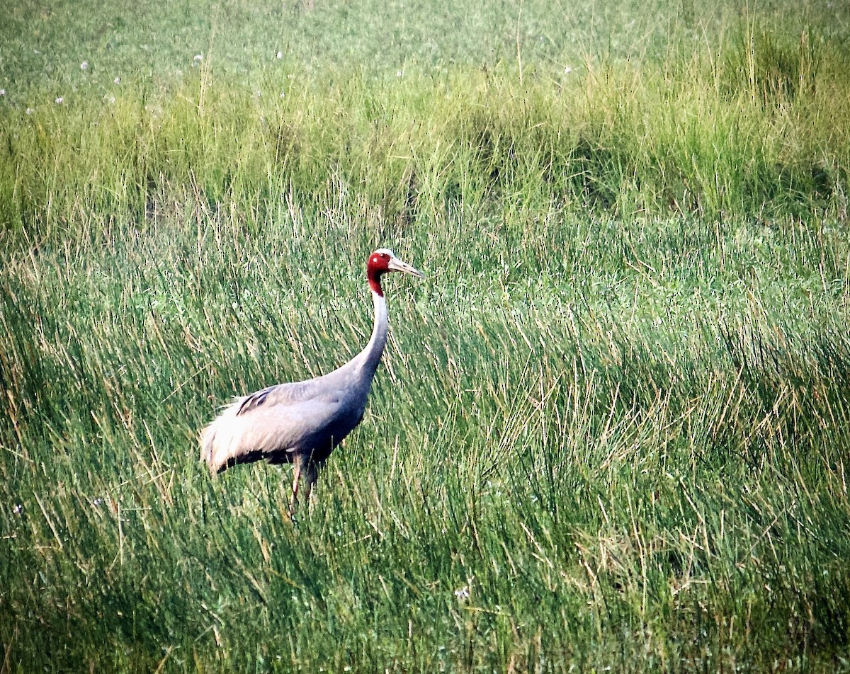Sarus Crane - ML642801263