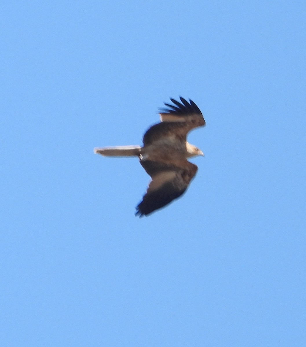 Whistling Kite - ML642801271