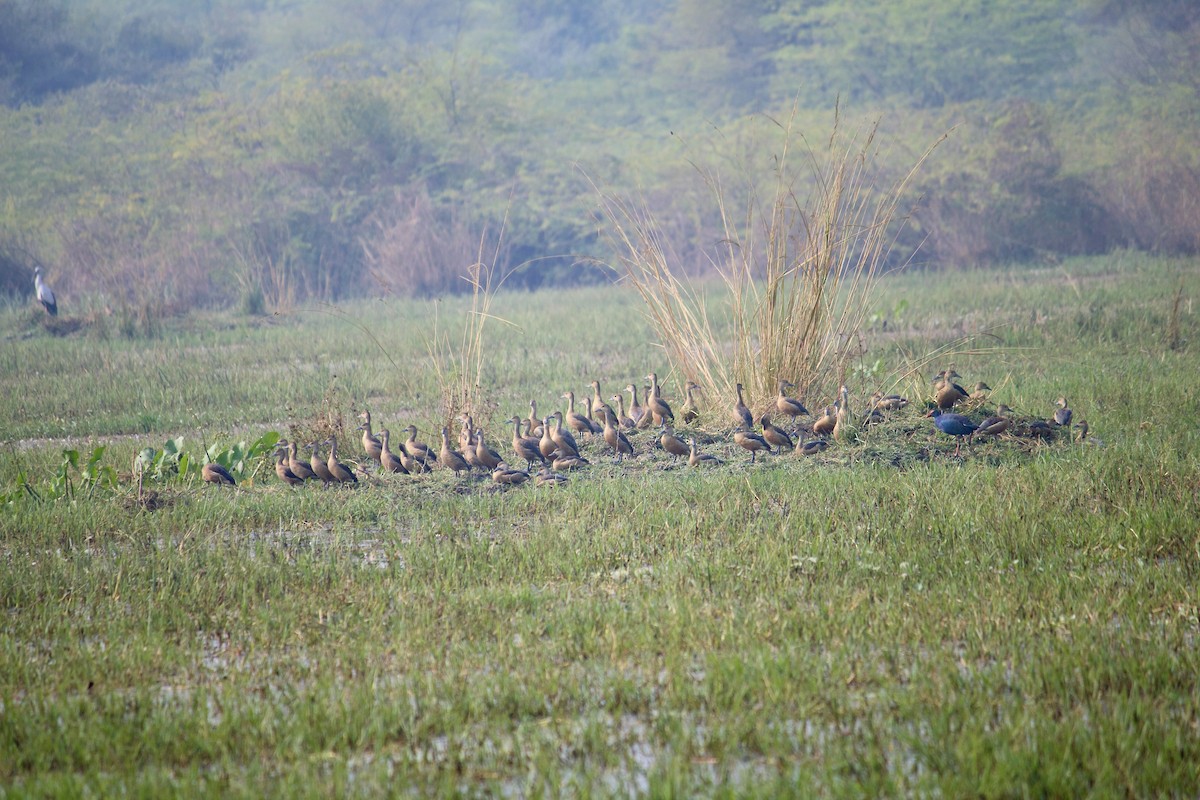 Модны анхир - ML642801278