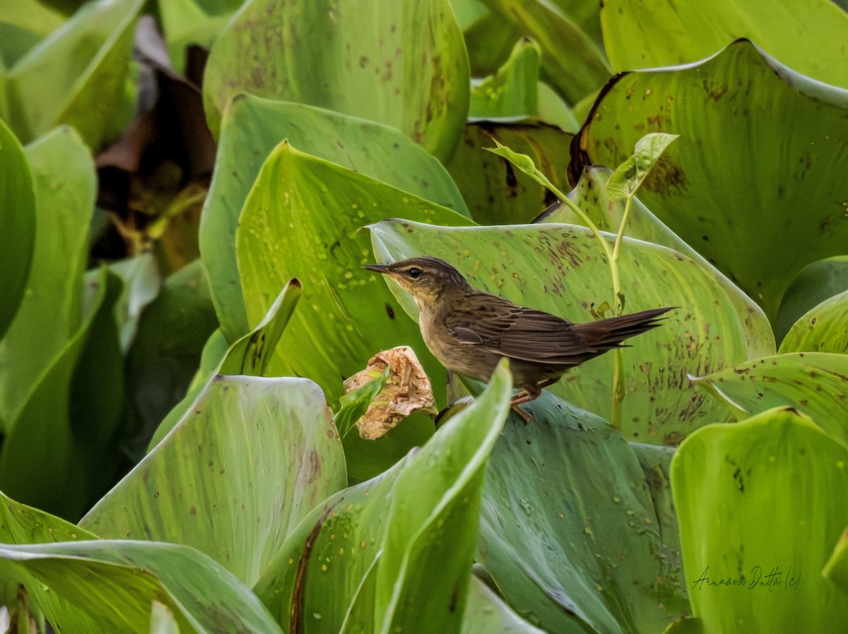 Pallas's Grasshopper Warbler - ML642801279
