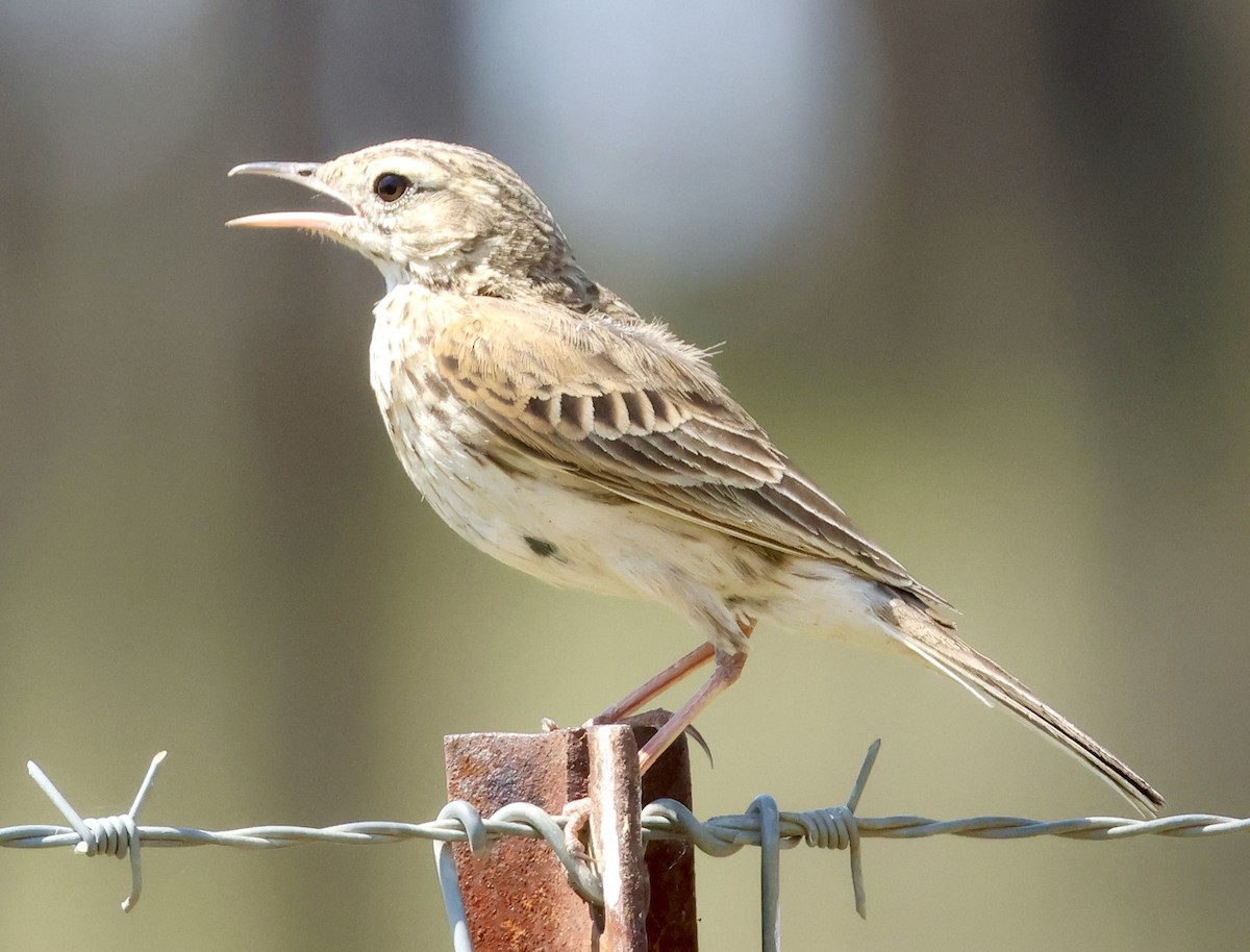Australian Pipit - ML642801280