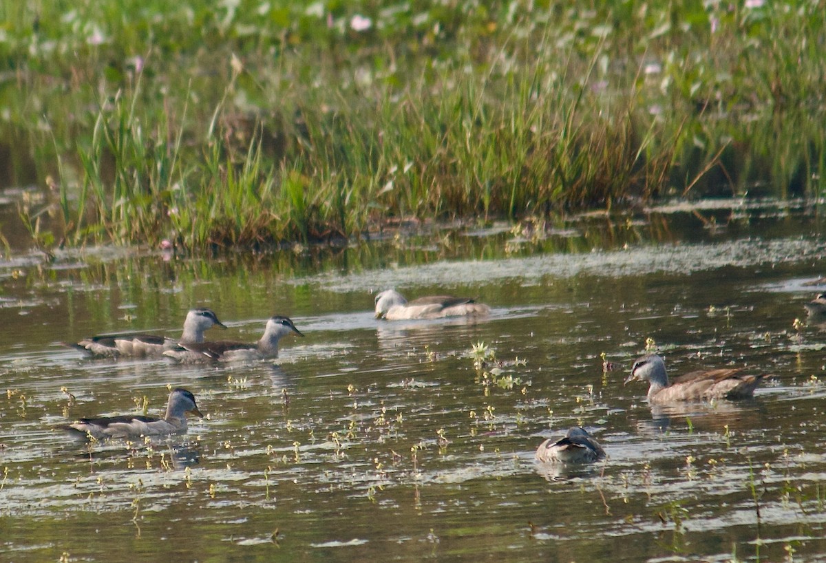 Cotton Pygmy-Goose - ML642801281