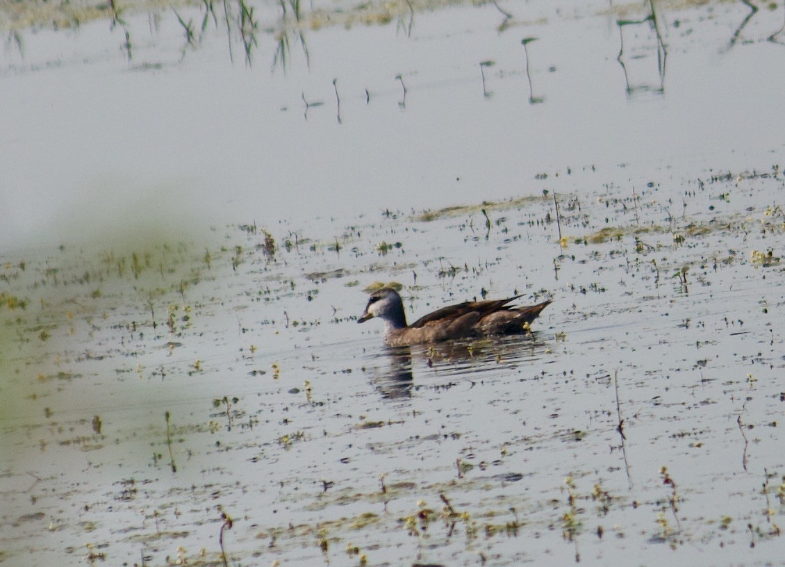 Cotton Pygmy-Goose - ML642801282