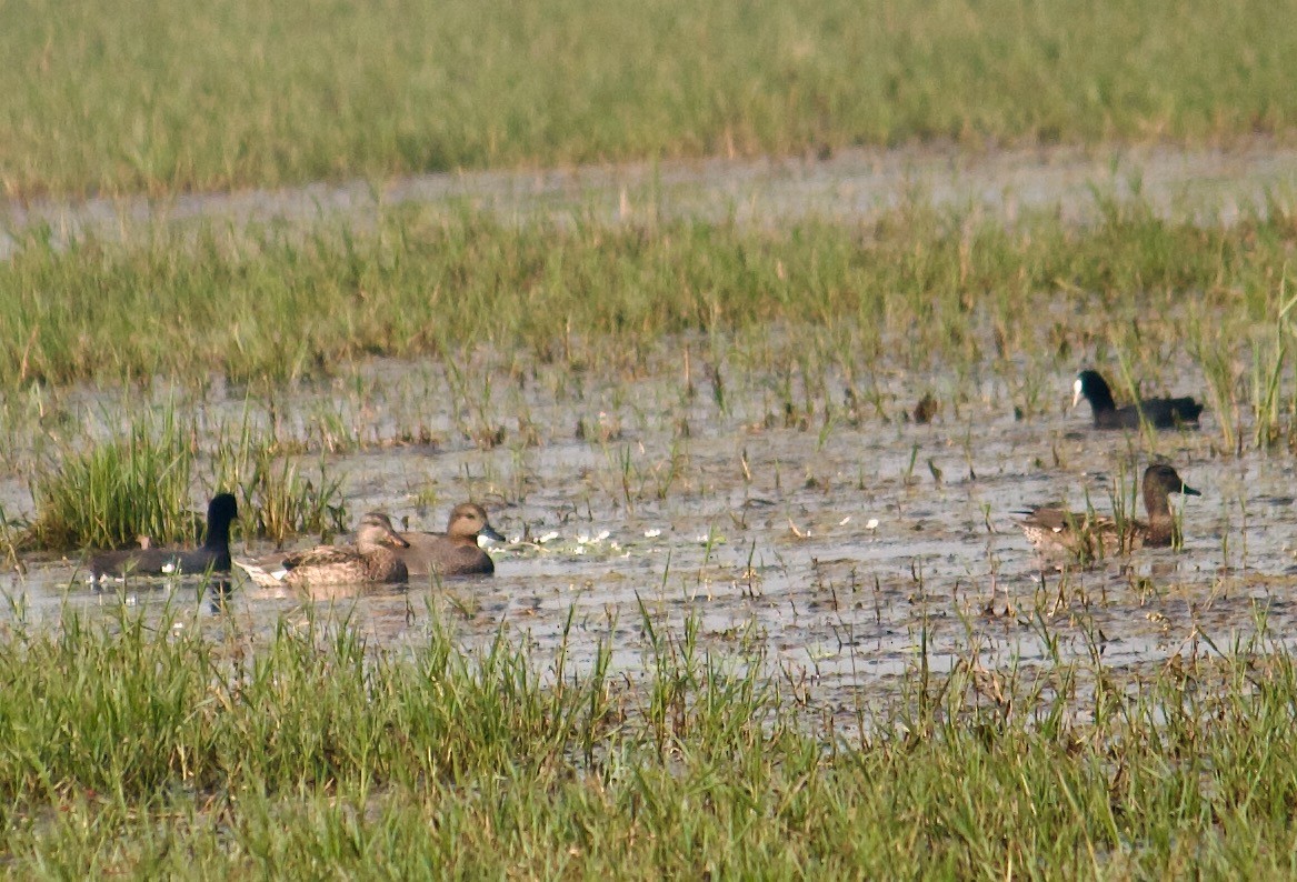 Gadwall - ML642801286