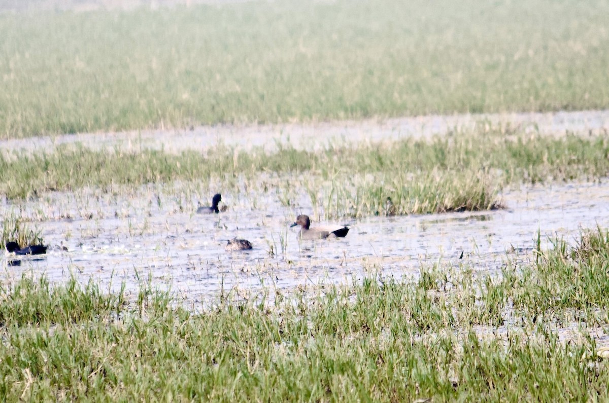 Gadwall - ML642801287