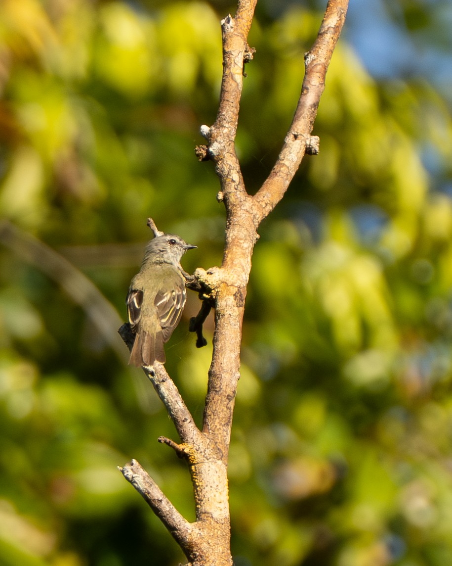 Yellow-crowned Tyrannulet - ML642801297