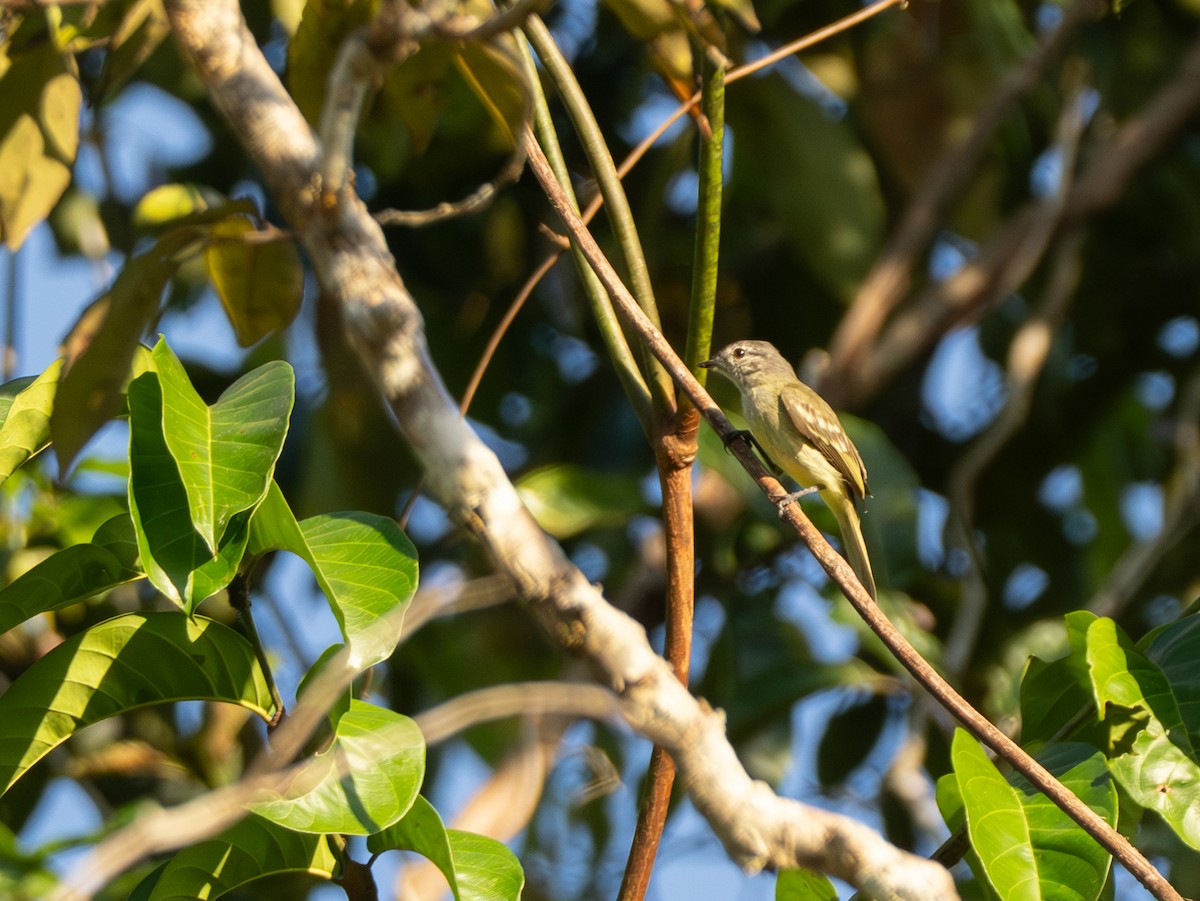 Yellow-crowned Tyrannulet - ML642801298