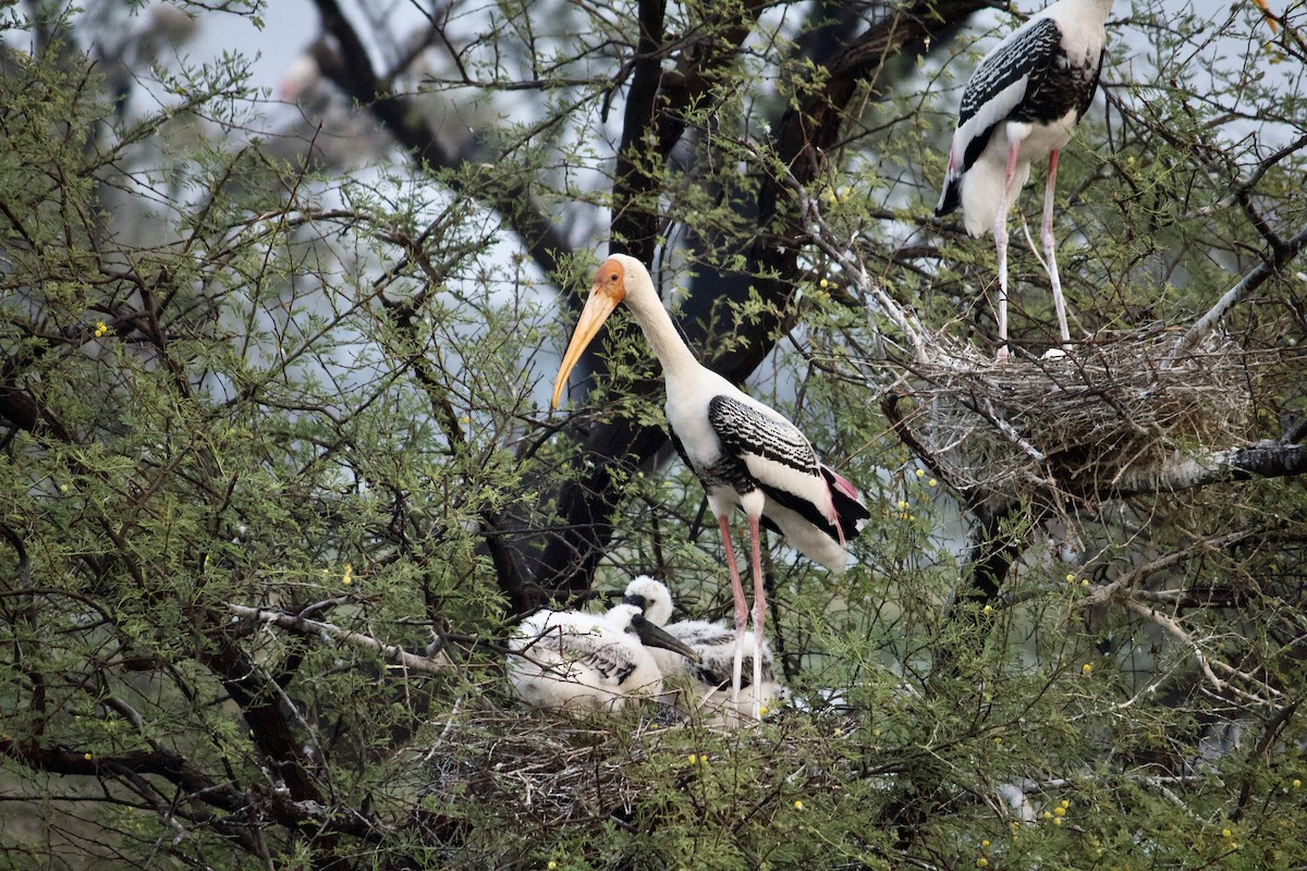 Painted Stork - ML642801299