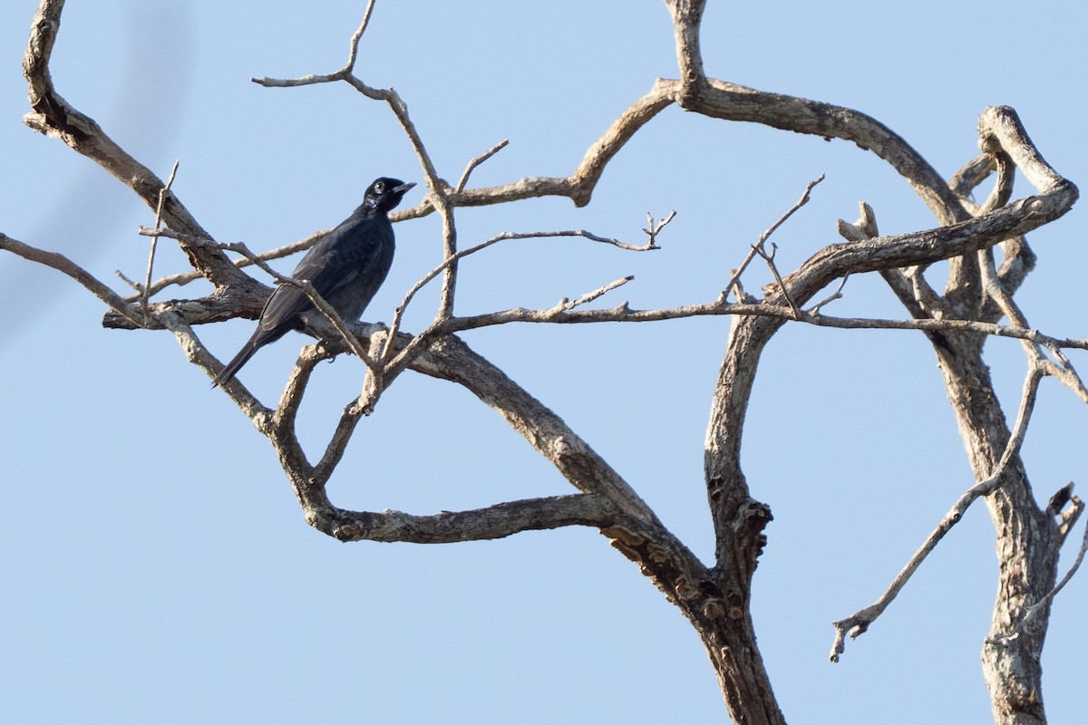 Bare-necked Fruitcrow - ML642801304