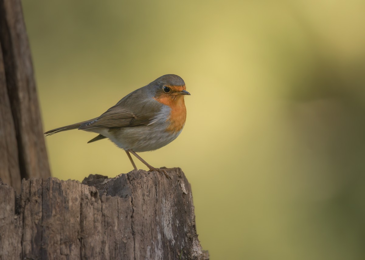European Robin - ML642801312