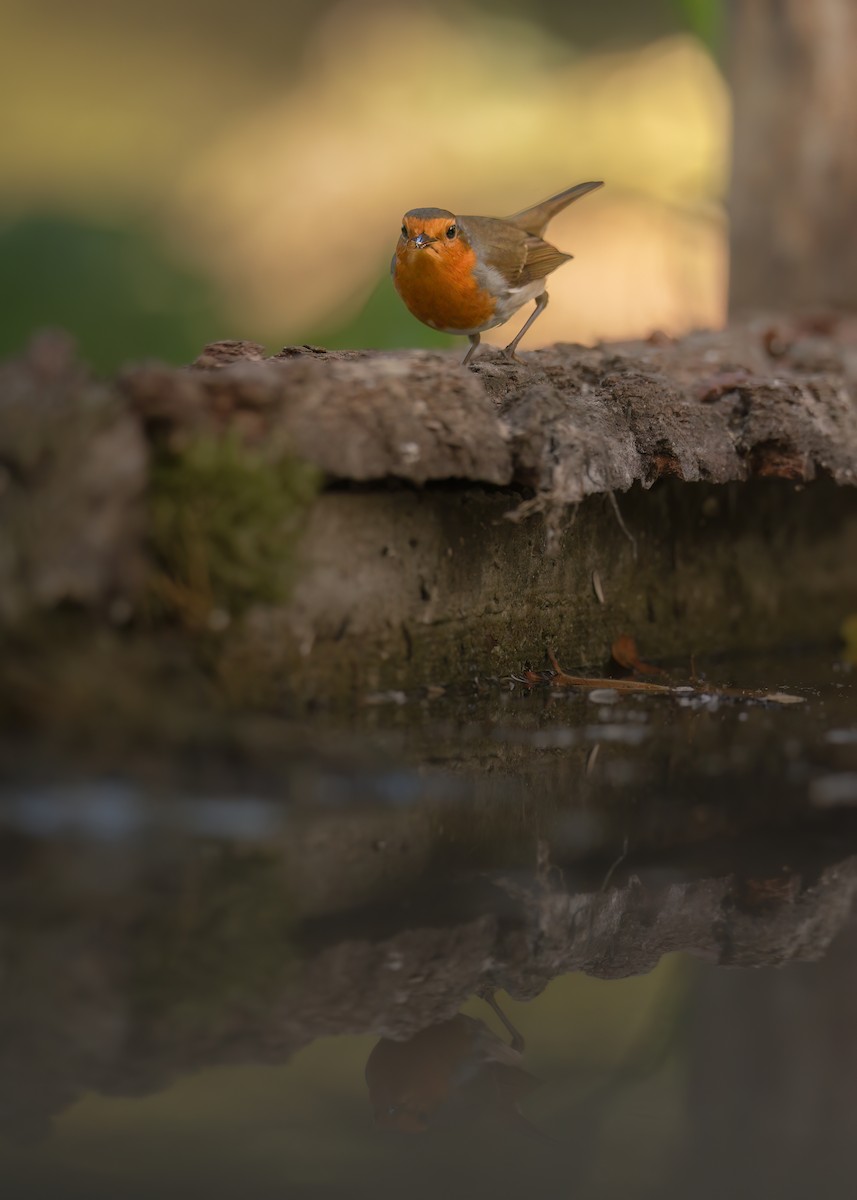European Robin - ML642801313