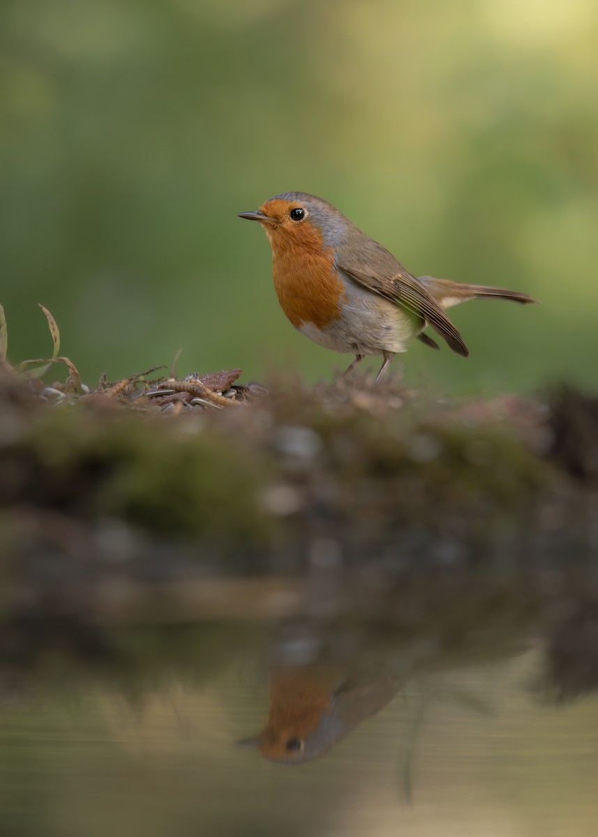 European Robin - ML642801314