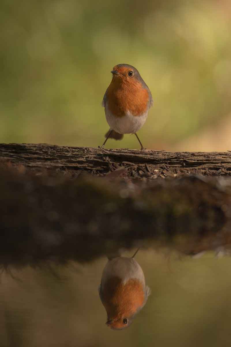 European Robin - ML642801316