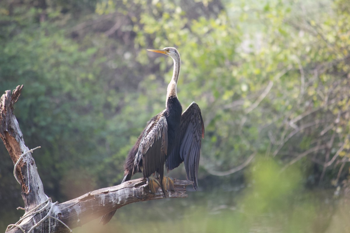 Oriental Darter - ML642801319