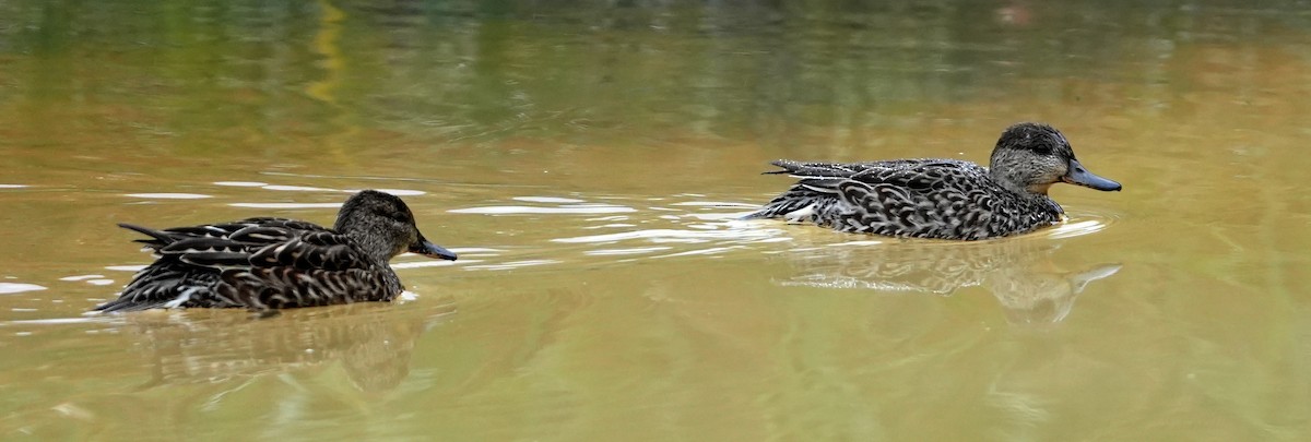Green-winged Teal - Lukasz Wisniewski