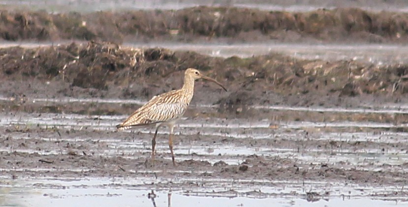 Eurasian Curlew - ML642801327