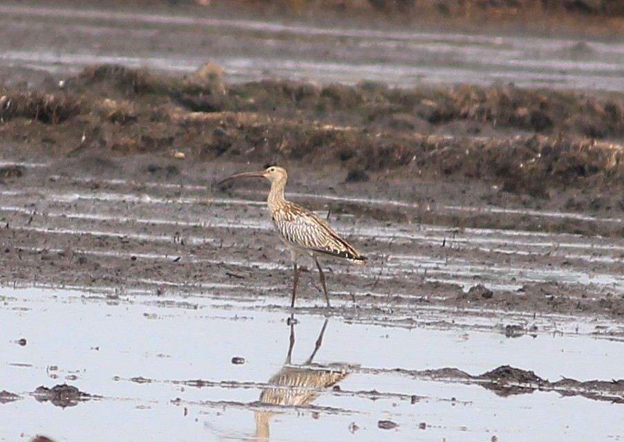 Eurasian Curlew - ML642801329