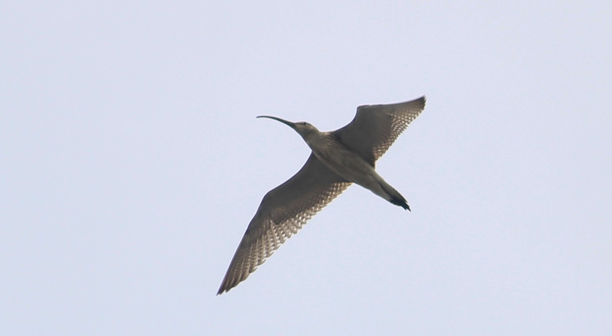 Eurasian Curlew - ML642801330