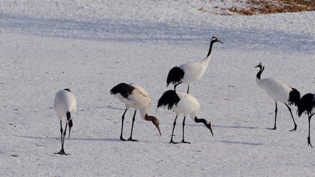 Red-crowned Crane - ML642801337