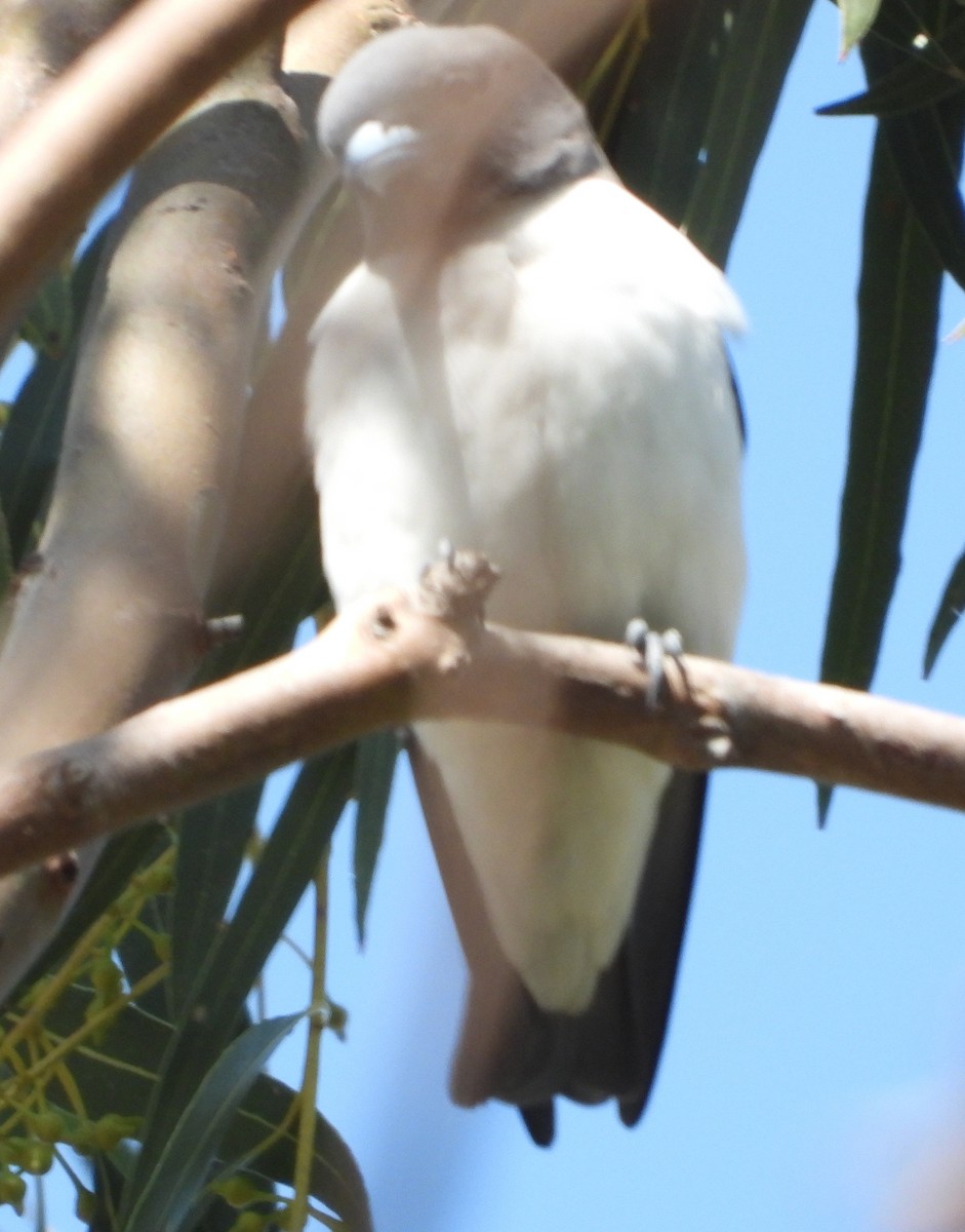 White-breasted Woodswallow - ML642801340