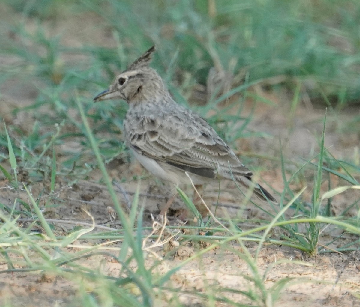 Crested Lark - ML642801346