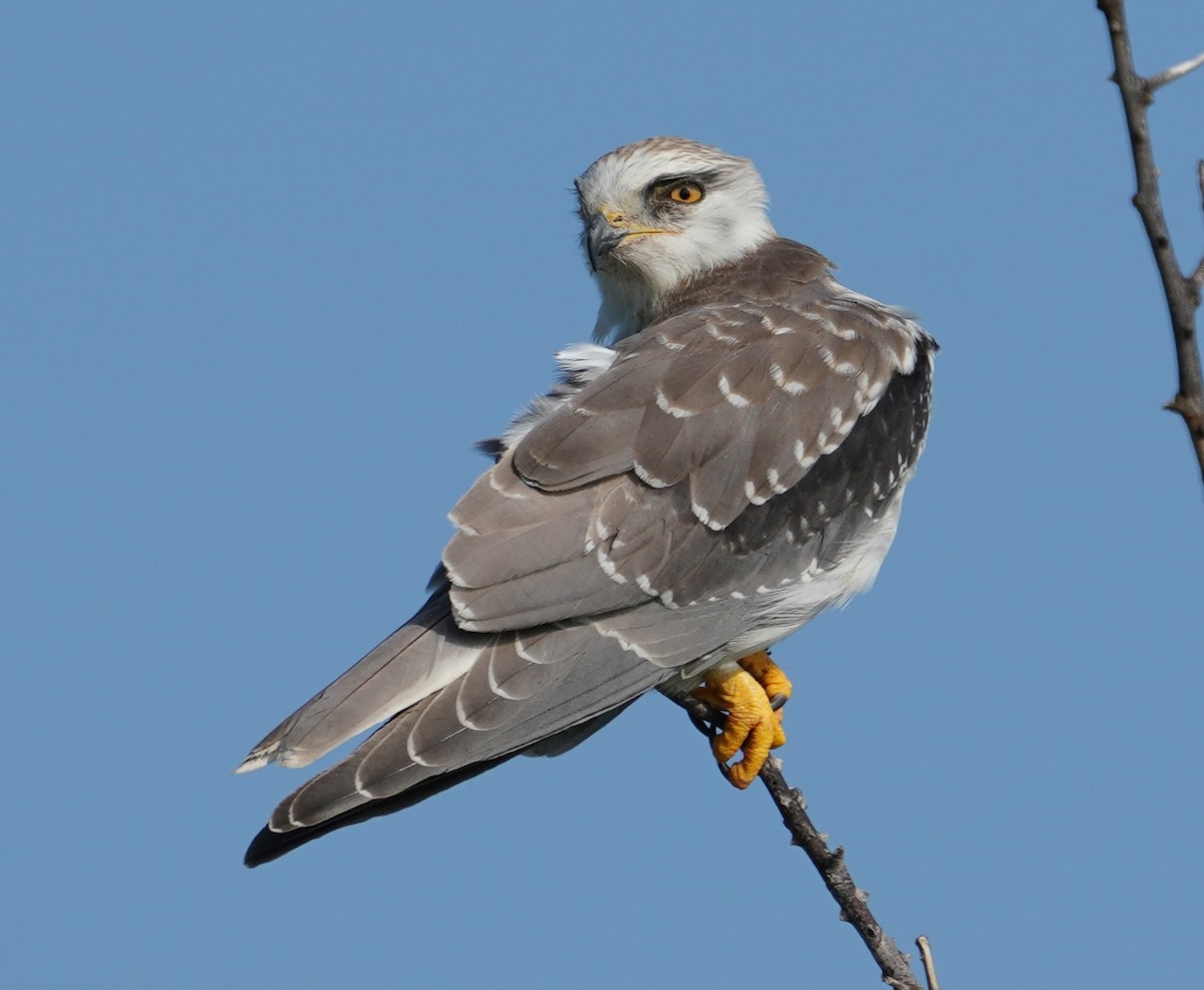 Black-winged Kite - ML642801350