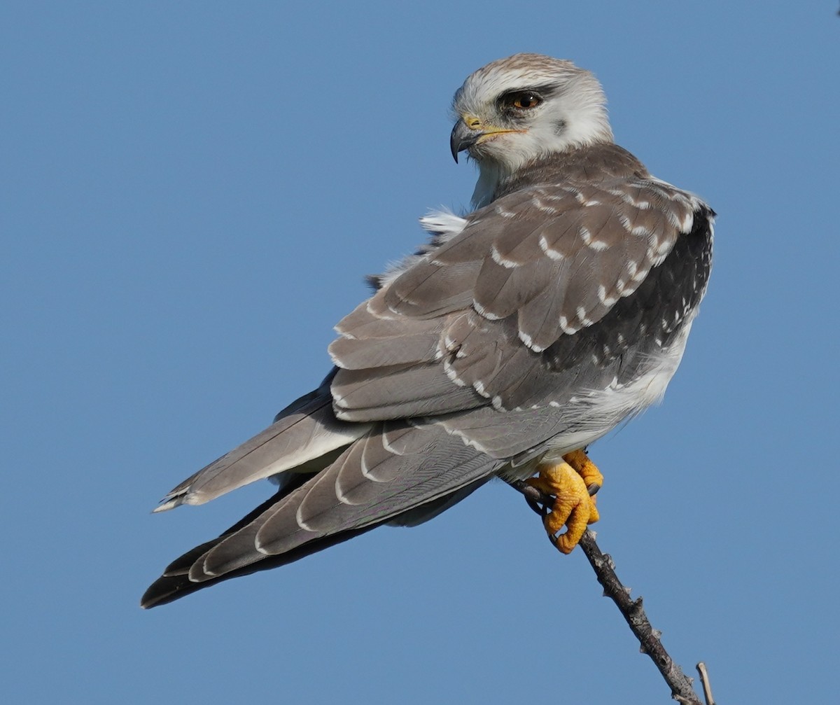 Black-winged Kite - ML642801351