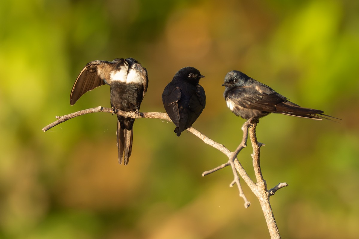 White-banded Swallow - ML642801352