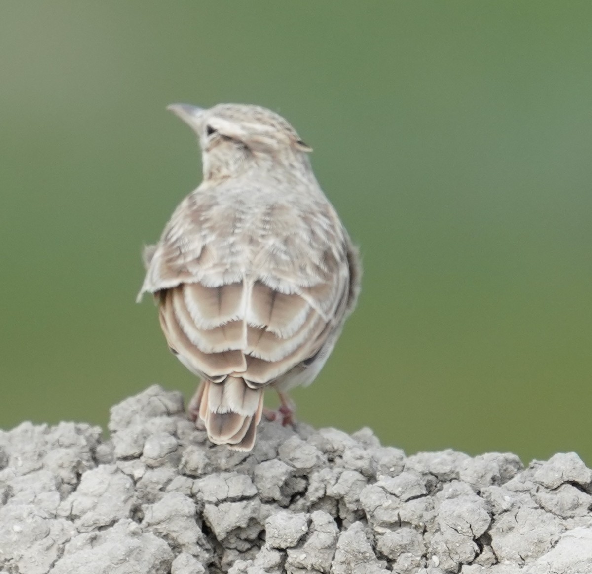 Crested Lark - ML642801357