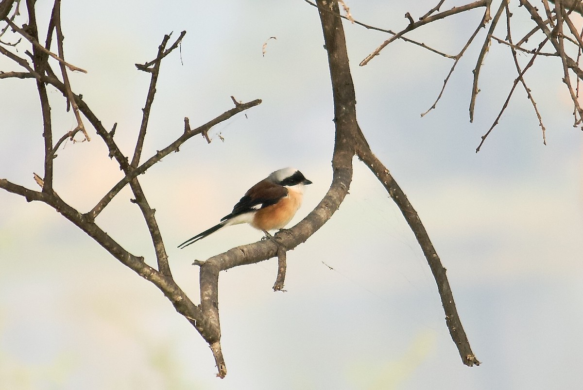 Bay-backed Shrike - ML642801358