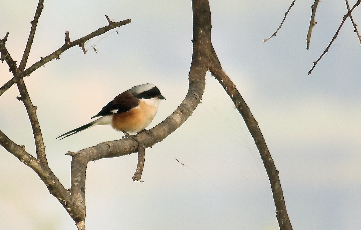 Bay-backed Shrike - ML642801359