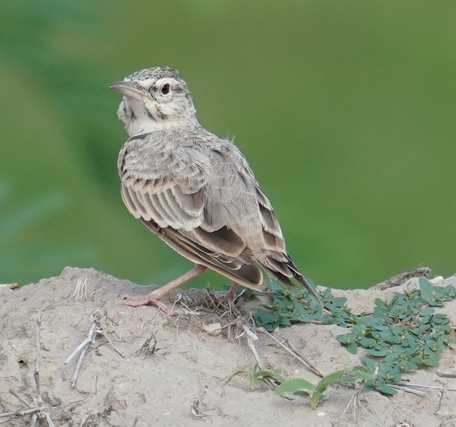 Crested Lark - ML642801378