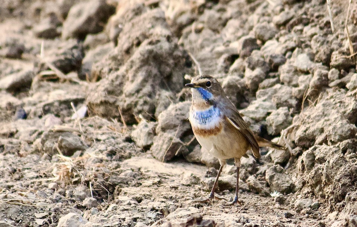 Bluethroat - ML642801382