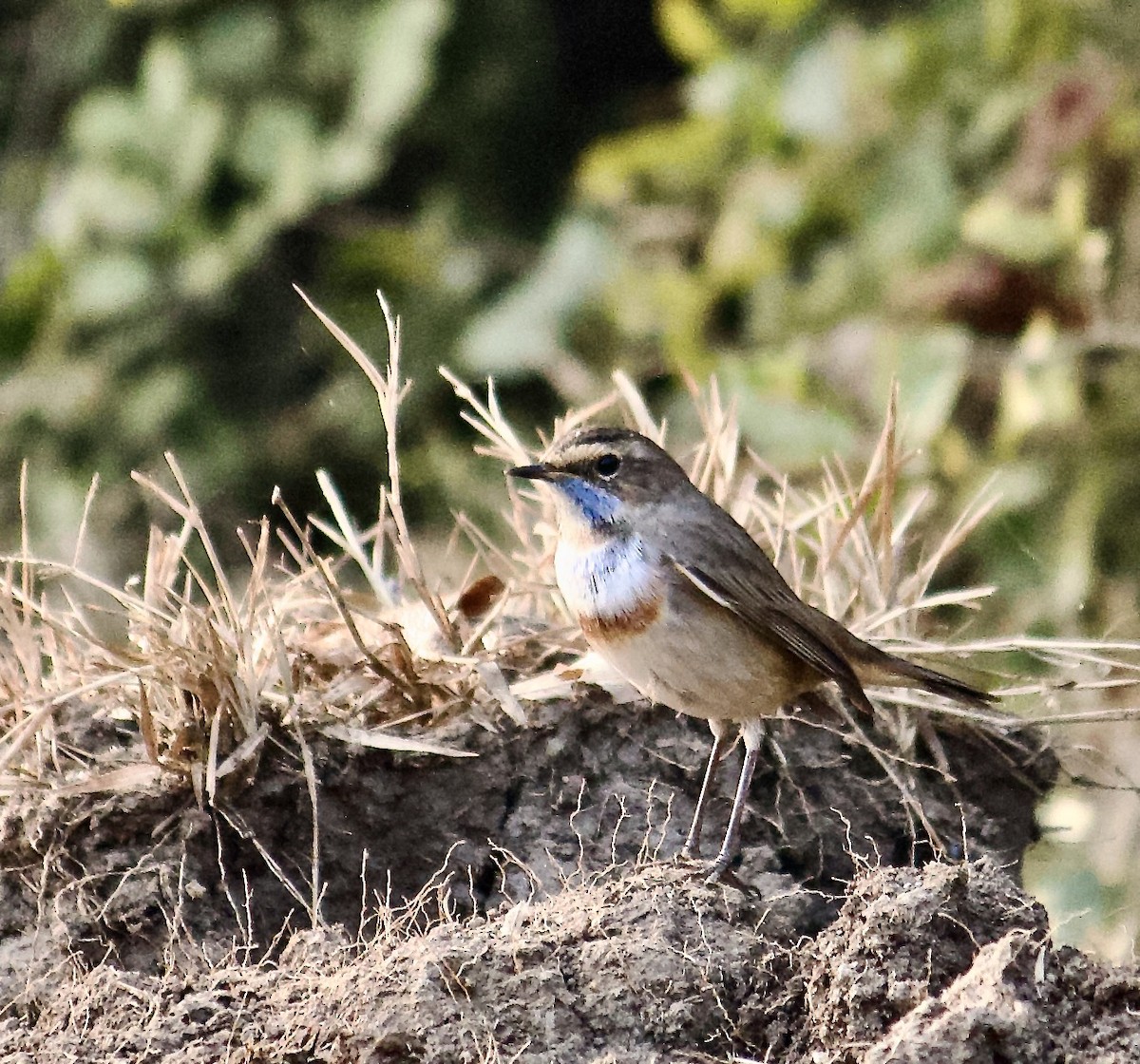 Bluethroat - ML642801383