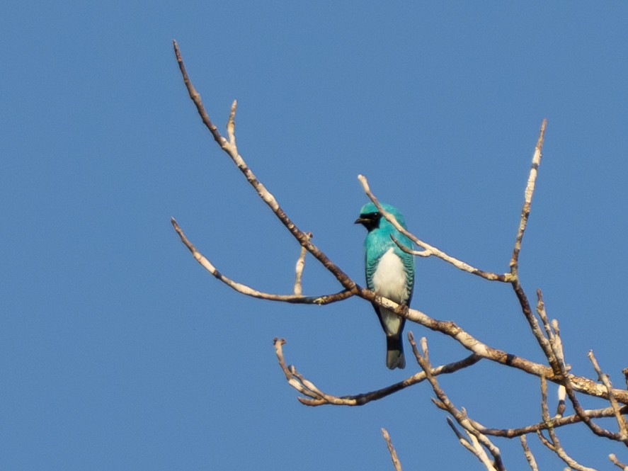 Swallow Tanager - ML642801399